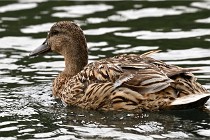 Vexin D6 20 06 16-104   Photo ACG