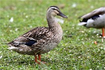 Vexin D6 20 06 16-107   Photo ACG