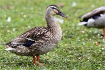 Vexin D6 20 06 16-108   Photo ACG