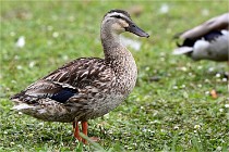 Vexin D6 20 06 16-109   Photo ACG