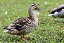 Vexin D6 20 06 16-110   Photo ACG