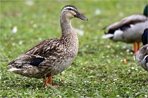 Vexin D6 20 06 16-113   Photo ACG