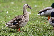 Vexin D6 20 06 16-114   Photo ACG