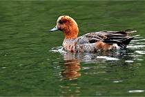 Vexin D6 20 06 16-147   Photo ACG