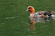 Vexin D6 20 06 16-148   Photo ACG