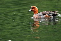 Vexin D6 20 06 16-149   Photo ACG