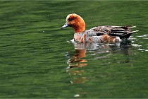 Vexin D6 20 06 16-150   Photo ACG