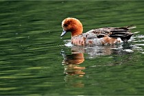 Vexin D6 20 06 16-151   Photo ACG