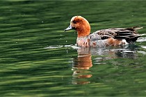 Vexin D6 20 06 16-152   Photo ACG