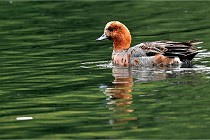 Vexin D6 20 06 16-153   Photo ACG