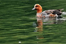 Vexin D6 20 06 16-154   Photo ACG