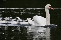 Vexin D6 20 06 16-157   Photo ACG