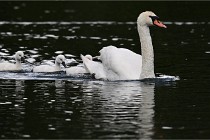 Vexin D6 20 06 16-158   Photo ACG