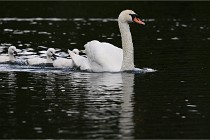 Vexin D6 20 06 16-159   Photo ACG