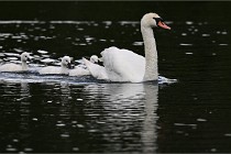 Vexin D6 20 06 16-160   Photo ACG