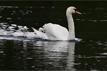 Vexin D6 20 06 16-161   Photo ACG