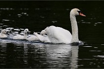 Vexin D6 20 06 16-162   Photo ACG