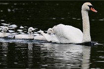 Vexin D6 20 06 16-163   Photo ACG