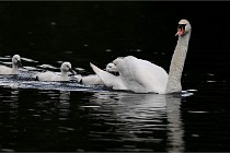 Vexin D6 20 06 16-164   Photo ACG