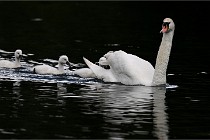 Vexin D6 20 06 16-165   Photo ACG