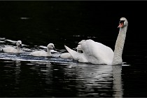 Vexin D6 20 06 16-166   Photo ACG