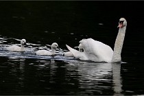 Vexin D6 20 06 16-167   Photo ACG