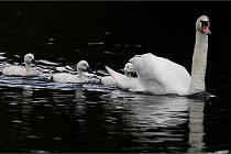 Vexin D6 20 06 16-168   Photo ACG