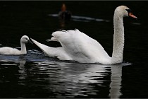 Vexin D6 20 06 16-169   Photo ACG