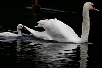 Vexin D6 20 06 16-170   Photo ACG