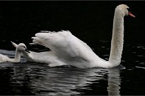 Vexin D6 20 06 16-171   Photo ACG