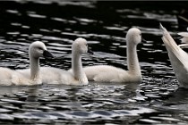 Vexin D6 20 06 16-174   Photo ACG