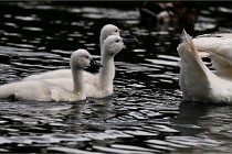 Vexin D6 20 06 16-175   Photo ACG