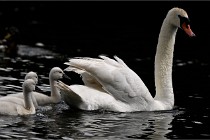 Vexin D6 20 06 16-176   Photo ACG