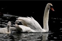 Vexin D6 20 06 16-177   Photo ACG