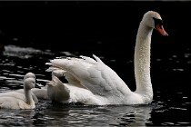 Vexin D6 20 06 16-178   Photo ACG