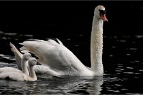 Vexin D6 20 06 16-179   Photo ACG