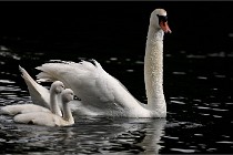 Vexin D6 20 06 16-180   Photo ACG