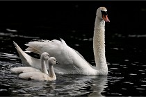 Vexin D6 20 06 16-181   Photo ACG