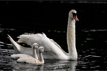 Vexin D6 20 06 16-182   Photo ACG