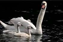 Vexin D6 20 06 16-183   Photo ACG