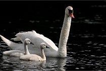 Vexin D6 20 06 16-184   Photo ACG