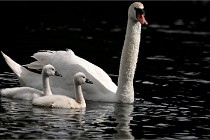 Vexin D6 20 06 16-185   Photo ACG