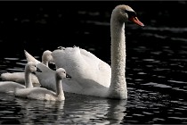 Vexin D6 20 06 16-186   Photo ACG