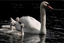 Vexin D6 20 06 16-187   Photo ACG