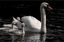 Vexin D6 20 06 16-188   Photo ACG