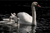 Vexin D6 20 06 16-189   Photo ACG