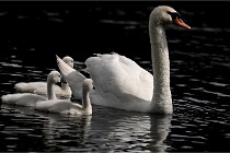 Vexin D6 20 06 16-190   Photo ACG