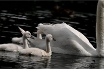 Vexin D6 20 06 16-191   Photo ACG