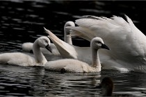 Vexin D6 20 06 16-193   Photo ACG