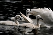 Vexin D6 20 06 16-194   Photo ACG